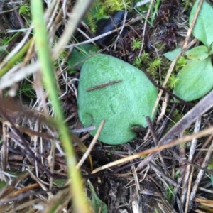 Eriochilus cucullatus at Gungahlin, ACT - 10 Sep 2016