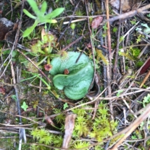 Eriochilus cucullatus at Gungahlin, ACT - 10 Sep 2016