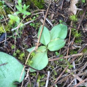 Pterostylis sp. at Gungahlin, ACT - 10 Sep 2016