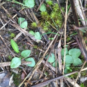 Pterostylis sp. at Gungahlin, ACT - 10 Sep 2016