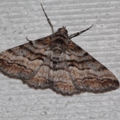 Gastrinodes bitaeniaria (Buff Bark Moth) at O'Connor, ACT - 10 Oct 2015 by PeteWoodall