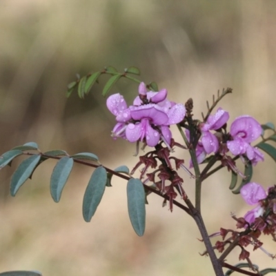 Indigofera australis subsp. australis (Australian Indigo) at O'Connor, ACT - 10 Oct 2015 by PeteWoodall