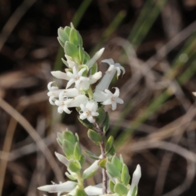 Brachyloma daphnoides (Daphne Heath) at Bruce Ridge - 9 Oct 2015 by PeteWoodall