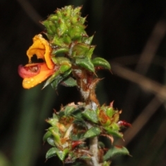 Pultenaea procumbens (Bush Pea) at O'Connor, ACT - 10 Oct 2015 by PeteWoodall