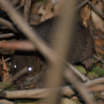 Inconclusive sighting (Inconclusive sighting) at Tidbinbilla Nature Reserve - 16 Aug 2016 by roymcd