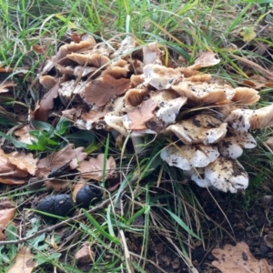 Hebeloma crustuliniforme at Giralang, ACT - 10 Sep 2016