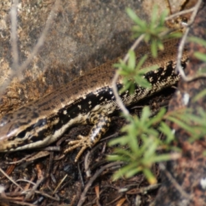 Eulamprus heatwolei at Googong Foreshore - 3 Sep 2016 02:57 PM