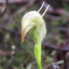 Pterostylis nutans (Nodding Greenhood) at Point 5204 - 10 Sep 2016 by JasonC