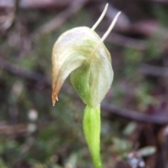 Pterostylis nutans (Nodding Greenhood) at Molonglo Valley, ACT - 10 Sep 2016 by JasonC