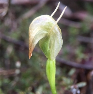 Pterostylis nutans at Point 5204 - 10 Sep 2016