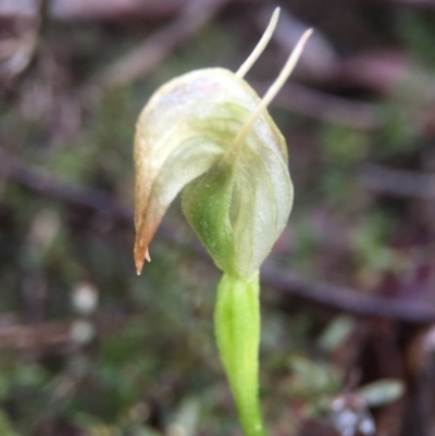 Pterostylis nutans (Nodding Greenhood) at Molonglo Valley, ACT - 10 Sep 2016 by JasonC