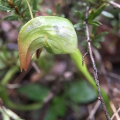 Pterostylis nutans at Point 5204 - 10 Sep 2016