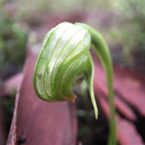 Pterostylis nutans at Point 5204 - 10 Sep 2016