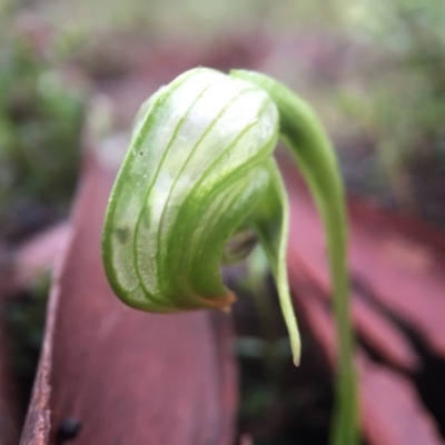 Pterostylis nutans (Nodding Greenhood) at Molonglo Valley, ACT - 10 Sep 2016 by JasonC