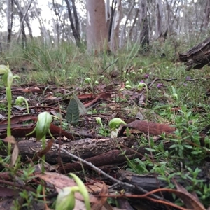 Pterostylis nutans at Point 5204 - suppressed