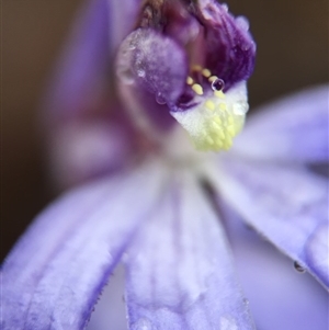 Cyanicula caerulea at Point 20 - 10 Sep 2016