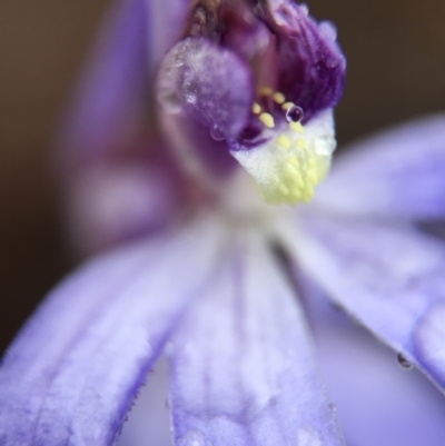 Cyanicula caerulea (Blue Fingers, Blue Fairies) at Molonglo Valley, ACT - 10 Sep 2016 by JasonC