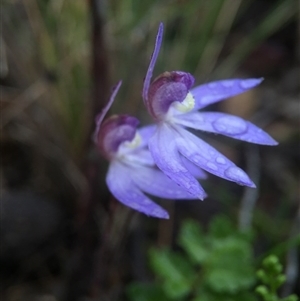 Cyanicula caerulea at Point 20 - 10 Sep 2016