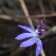 Cyanicula caerulea at Point 20 - 10 Sep 2016