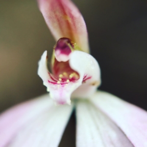 Caladenia fuscata at Canberra Central, ACT - 10 Sep 2016