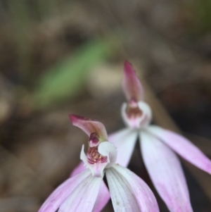 Caladenia fuscata at Canberra Central, ACT - 10 Sep 2016