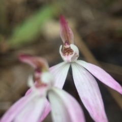 Caladenia fuscata at Canberra Central, ACT - 10 Sep 2016