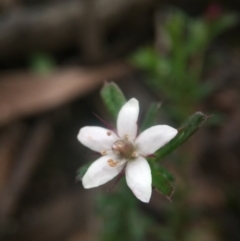 Rhytidosporum procumbens (White Marianth) at Canberra Central, ACT - 10 Sep 2016 by JasonC