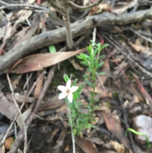 Rhytidosporum procumbens at Canberra Central, ACT - 10 Sep 2016