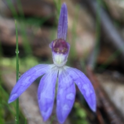 Cyanicula caerulea (Blue Fingers, Blue Fairies) at Molonglo Valley, ACT - 10 Sep 2016 by JasonC