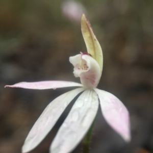 Caladenia fuscata at Canberra Central, ACT - suppressed