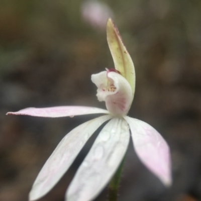 Caladenia fuscata (Dusky Fingers) at Canberra Central, ACT - 10 Sep 2016 by JasonC