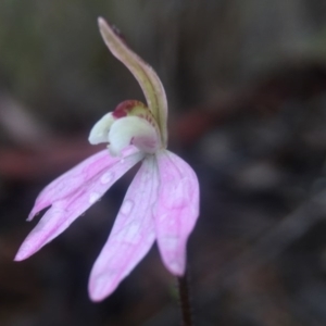 Caladenia fuscata at Canberra Central, ACT - 10 Sep 2016