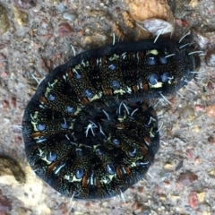 Apina callisto (Pasture Day Moth) at Wandiyali-Environa Conservation Area - 10 Sep 2016 by Wandiyali