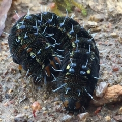 Apina callisto at Googong, NSW - 10 Sep 2016 08:55 PM