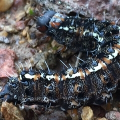 Apina callisto at Googong, NSW - 10 Sep 2016