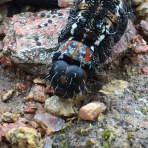 Apina callisto at Googong, NSW - 10 Sep 2016 08:55 PM