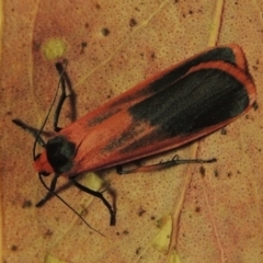 Scoliacma bicolora (Red Footman) at Pine Island to Point Hut - 24 Mar 2014 by MichaelBedingfield