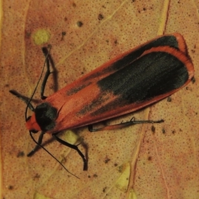 Scoliacma bicolora (Red Footman) at Pine Island to Point Hut - 23 Mar 2014 by michaelb