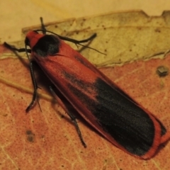 Scoliacma bicolora at Greenway, ACT - 24 Mar 2014