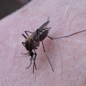 Culicidae (family) at Tennent, ACT - 19 Sep 2015 06:34 PM