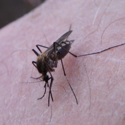 Culicidae (family) (A mosquito) at Tennent, ACT - 19 Sep 2015 by MichaelBedingfield