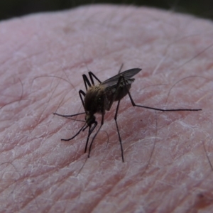 Culicidae (family) at Tennent, ACT - 19 Sep 2015 06:34 PM