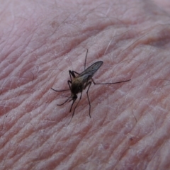 Culicidae (family) at Tennent, ACT - 19 Sep 2015 06:34 PM