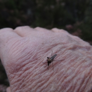 Culicidae (family) at Tennent, ACT - 19 Sep 2015 06:34 PM