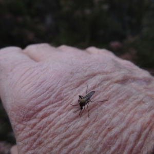 Culicidae (family) at Tennent, ACT - 19 Sep 2015