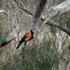Alisterus scapularis (Australian King-Parrot) at Acton, ACT - 7 Sep 2016 by RWPurdie