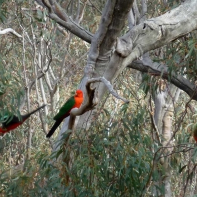 Alisterus scapularis (Australian King-Parrot) at Acton, ACT - 7 Sep 2016 by RWPurdie