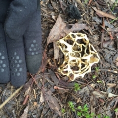 Ileodictyon gracile at Bungendore, NSW - 11 Sep 2016 09:29 AM