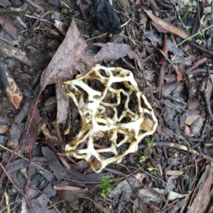 Ileodictyon gracile at Bungendore, NSW - 11 Sep 2016 09:29 AM