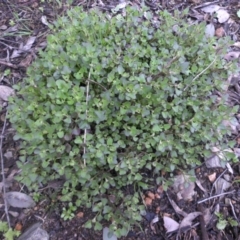 Einadia hastata (Berry Saltbush) at Mount Ainslie - 11 Sep 2016 by SilkeSma